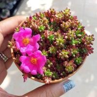 ราคา 5ต้น ออเดอร์ ต้นคุณนายตื่นสายญี่ปุ่น ปลูกง่าย ดูแลง่าย รดน้ำวันละครั้ง ชอบแดดร่ม จัดส่งพร้อมกระถาง 3 นิ้ว (20978318685)