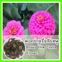 ราคา พร้อมส่ง รหัส 162 เมล็ดพันธุ์ OP ดอกบานชื่นสีชมพู Mixed Pink Zinnia Flowerเมล็ดดอกไม้ ดอกไม้ปลูกสวยๆ เมล็ดพันธุ์ผัก (10936697293)