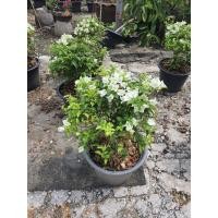 ราคา เฟื่องฟ้าจินดา ดอกสีขาว ในกระถาง15นิ้ว ต้นสูง 60 70ซม (17668219015)