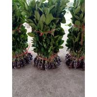 ราคา ขายกิ่งพันธุ์มะนาวแป้นสุขประเสริฐกิ่งละ69 บาทเปลือกบางน้ำเยอะทนโรคแคงเกอร์เมล็ดน้อยกลิ่นหอมกิ่งพันธุ์ 60 90 cm รับประกันสายพันธุ์แท้ปลูกได้ทุกที่ทุกจังหวัดครับปลูกง่ายโตเร็วครับ (10963612083)