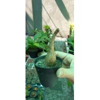 ราคา Phyllanthus Mirabilis มะยมเงิน มะยมทอง ไม้ มงคล เรียกทรัพย์ ปลูกหน้าบ้าน เป็นไม้ป่าหายาก โขดใหญ่ เลี้ยงง่าย ไม้ชอบแดด ไม้โบราณหายากมีไว้ประดับบารมี ปรับฮวงจุ้ยเสริมบารมี ขนาดเล็กจิ๋ว (21008334881)