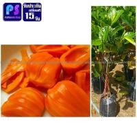 ราคา ต้นขนุน ขนุนแดงสุริยา 1 ต้น มีรับประกันเปลี่ยนต้นใหม่ฟรี (7824849168)