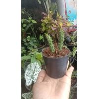 ราคา ต้นเก๋งจีน Huernia ดอกสีแดงเป็นกิ่ง ๆ ไม้อวบน้ำกับแคคตัสรวมกัน กระถาง 3 นิ้ว 29 บาท (7835665338)