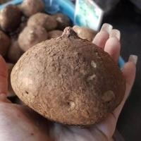 ราคา บัวบกโขด Stephania Erecta Craib ว่านบัวบก บอนไซ ไม้โขด ไม้หัว โชว์หัว ไม้ประดับ Gotu kola ขนาดเทียบเท่าลูกเทนนิส (8036760815)