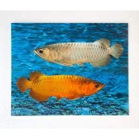 ราคา รูปภาพมงคล เสริมฮวงจุ้ย ภาพแต่งบ้าน รูปภาพติดผนังภาพปลามังกรคู่ ปลามังกรเงินปลามังกรทอง หรือปลาอะโรวาน่า ขนาดภาพ 16x20 นิ้ว หรือ 41 cm x 51 cm (15282895207)