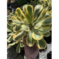 ราคา พญานาคราชทองคำ มังกรทอง หรือ ทองอำพรรณ ใบด่างสีเหลือง ทอง ปลูกเสริมบารมี ต้นสูง 30 ซม กระถาง 8 นิ้ว ไม้มงคล เสริมบารมี ใบด่าง ต้นนาคราชทองคำ เป็นต้นไม้สิริมงคล ไม้มงคล นิยมปลูก ไม้มงคลเสริมดวง เรียก โ