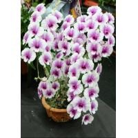 ราคา 35 เมล็ดพันธุ์ เมล็ดกล้วยไม้ ฟาแลนนอปซิส Phalaenopsis Orchids Orchid flower seed อัตราการงอกสูง 80 85 (11770270649)