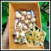 ราคา บัวดินเหลืองบางกอก บัวดินสีเหลือง ไม้หัว หัวบัวดิน บัวดินสีเหลืองไข่ไก่ (20953932673)