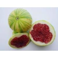 ราคา 10 เมล็ด เมล็ดมะเดื่อฝรั่ง Figs สายพันธุ์ Tiger Panache ของแท้ 100 มะเดื่อฝรั่ง หรือ ลูกฟิก Fig อัตรางอก 70 80 Figs seed มีคู่มือวิธีปลูก (9079269507)