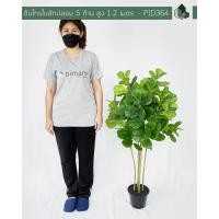 ราคา ต้นไทรใบสักปลอม 1 2 เมตร 5 ก้าน (9567578482)