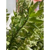 ราคา ต้นกวักเงินใบด่าง กวักเงินเรียกทรัพย์ ไม้ฟอกอากาศ ดูดสารพิษ กิ่งละ 29 บาท ไม่มีราก ให้ลุกค้าเอาไปชำเอง ไม่มีดอก ใบด่างสวยงามมาก (7777525511)