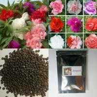 ราคา เมล็ดเทียนดอกซ้อนคละสี 150เมล็ด ราคา50บาท (9858954396)