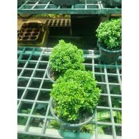 ราคา ต้นแก้วเศรษฐี แก้วแคระ แก้วบอนไซ ในกระถาง4นิ้ว ต้นแก้วแคระ แก้วมงคล ไม้ประดับ ต้นไม้แต่งบ้าน ต้นไม้แต่งสวนสวย ของใช้ในบ้าน ดอกแก้วขาวกลิ่นหอม (20365817863)