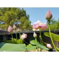 ราคา 5 เมล็ด เมล็ดพันธุ์บัว บัวนอก สายพันธุ์ Mankala Pathum สีชมพู เข้ม บัวแคระ Micro Lotus Tea Cup Lotus บัวจักรพรรดิ์ บัวสวมงาม บัวนำเข้า Lotus Seeds (19493305933)