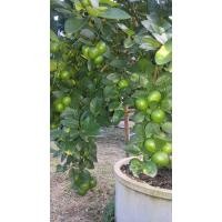 ราคา ขายกิ่งพันธุ์มะนาวแป้นสุขประเสริฐ กิ่งละ 78 บาท (11067725751)