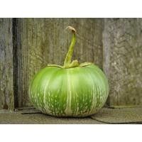 ราคา เมล็ดพันธุ์มะเขือยักษ์ พันธุ์มะเขือลูกใหญ่กินผลได้รสชาติดี มีให้เลือก4สายพันธุ์ (13776066094)