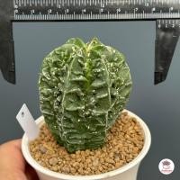 ราคา แอสโตร มายริโอ ฟุคุริว Astrophytum Myriostigma cv Fukuryu แคคตัส กระบองเพชร cactus succulent (20931467999)
