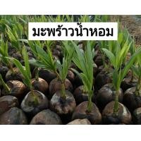 ราคา ต้นมะพร้าวน้ำหอม บ้านแพ้ว พันธุ์ต้นเตี้ย ลูกดก ก้นจีบ ปลายฝน ต้นหนาว (7894729560)