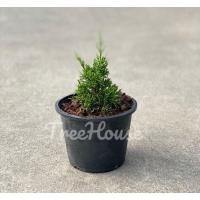 ราคา สนมังกรแคระ กระถาง 6 นิ้ว Juniperus chinensis L pot 6 (20716280567)