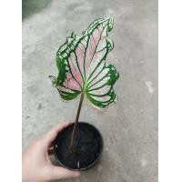 ราคา บอนสี ฮกหลง ราชินีแห่งไม้ใบ ส่งเป็นต้น ในกระถาง 3 4นิ้ว 249 บาท (10554292021)