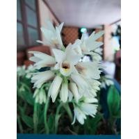 ราคา จูงนาง จูงนางสีขาว20หัว79บ กล้วยไม้ดิน นำดอกหรือต้นแช่น้ำมันจันทร์ป้ายปากมือหน้า ช่วยสร้างเสน่ห์ ไม้มงคล หัวว่าน ว่านนางตาม (12831621209)