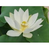 ราคา 5 เมล็ด เมล็ดพันธุ์บัว บัวนอก สายพันธุ์ Bai Fo Shou สีขาว บัวแคระ Micro Lotus Tea Cup Lotus บัวจักรพรรดิ์ บัวสวมงาม บัวนำเข้า Lotus Seeds (19493361714)