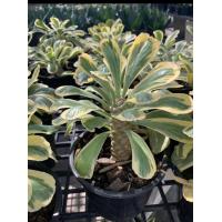 ราคา พญานาคราชสีทอง ทองอำพรรณ หรือต้นมังกรทอง ทต้นไม้มงคลใบด่าง ขนสดต้นสูง 3 นิ้ว กระถาง 6 นิ้ว ต้นนาคราชทองคำ ต้นไม้ที่หายาก เป็นต้นไม้สิริมงคล ไม้มงคล นิยมปลูก ไม้มงคลเสริมดวง เรียก โชคลาภให้ผู้ปลูก เรีย