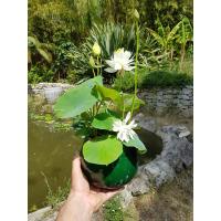 ราคา 5 เมล็ด เมล็ดพันธุ์บัว บัวนอก สายพันธุ์ First Fall สีขาว ครีม บัวแคระ Micro Lotus Tea Cup Lotus บัวจักรพรรดิ์ บัวสวมงาม บัวนำเข้า Lotus Seeds (19493433653)