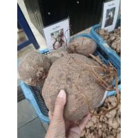 ราคา 1หัวว่านสบู่ลือด สบู่เลือด หรือ ว่านสบู่เลือด ชื่อวิทยาศาสตร์ Stephania pierrei Diels จัดอยู่ในวงศ์บอระเพ็ด MENISPERMACEAE (12535855707)