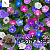 ราคา ติดตามรับโค้ด10 เมล็ดพันธุ์มอร์นิ่งกลอรี่ ดอกผักบุ้งฝรั่ง คละสี Morning Glory (20607810642)