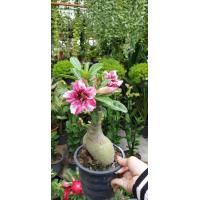 ราคา ต้นชวนชม ดอกซ้อน สีชมพูม่วง ทรงบอนไซ ชวนชมบอนไซ ซินแสเป็นหนึ่งแนะ ชวนชมเป็นไม้มงคลปลูกแล้วรับทรัพย์ รับโชค รับความสุข ปลูกไว้ในบ้านจะทำให้คนในบ้านได้รับความนิยมชมชอบ มีเสน่ห์ มีชื่อเสียง ขนาดและดอกตาม