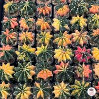 ราคา รวมยิมโน Gymnocalycium Mix แคคตัส กระบองเพชร cactus succulent (19335903418)