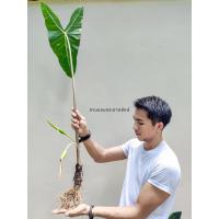 ราคา บอนพญาจงอาง ว่าน ว่านไทย อโลคาเซีย ALOCASIA LONGILOBA (20258989108)