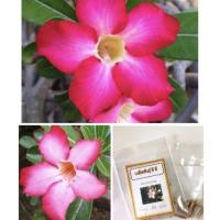 ราคา เมล็ดดอกชวนชมสีชมพู ชมพูบานเย็น ชวนชมสายพันธุ์ฮอลแลนด์ ชวนชม (4625410346)
