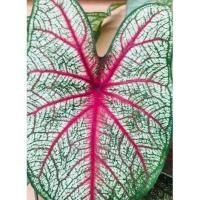 ราคา บอนสี 4ชนิดให้เลือก1หัว หัวบอนสี บอนสีอิเหนา บอนสีปะแป้ง บอนสีทับทิมเม็ดเล็ก บอนสีลูกไม้ป่าก้านดำ บอนสีทับทิมชมพู (17114217869)