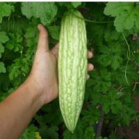 ราคา มะระจีนถูกที่สุด25บ พันธุ์มะระจีน 5ปลูกง่ายลูกดกทานอร่อย (21177696648)