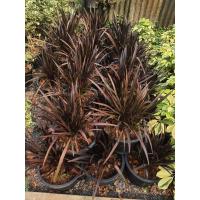 ราคา พลับพลึงแดงแคระ มีต้นขายได้รับความ นิยมจากผู้ซื้อไปปลูกประดับอย่างแพร่หลาย เนื่องจากต้นใบ และดอกสีสั (17676414195)