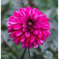 ราคา 1 หน่อ รักเร่ Dahlia Bulbs สายพันธุ์ PROFUNDO หัวรักเร่ ดอกไม้ หัวหน่อ เหง้า นำเข้า เนเธอร์แลน หัวสดใหม่ (9107981051)