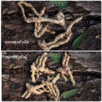 ราคา ว่านมหาเสน่ห์ รากราคะดอกทอง เด่นทางเสน่ห์เมตตามหานิยม นิยมนำไปเป็นมวลสารด้านเมตตามหาเสน่ห์ (16767157526)