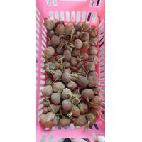 ราคา 1 ต้น แห้วกระต่าย ไม้โขด ต้นไม้จิ๋ว ต้นไม้สายย่อ หัวหน่อว่าน Brachystelma spec thailand หรืออีกชื่อคือ กระต่ายสมหวัง (20979193501)