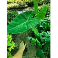 ราคา ว่านพญาจงอาง ต้นละ 79 บาท กระถาง4นิ้ว (9169094557)