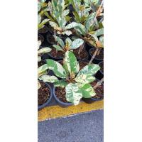 ราคา 1 ต้น ลีลาวดีแคระ ไม้ฟอกอากาศ Plumeria obtusa L ต้นเตี้ย ใบด่าง จัดส่งพร้อม กระถางขนาด 8 นิ้ว (21074797962)
