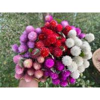 ราคา เมล็ดบานไม่รู้โรยคละสี500เมล็ด (12996132542)