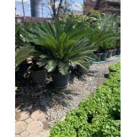 ราคา ต้นปรงญี่ปุ่น ปรงญี่ปุ่น Cycas โคนสวย หน่อโคนใหญ่ จัดส่งพร้อม กระถางดำ 15 นิ้ว โคนต้นใหญ่ สวยมาก ต้นไม้ จัดส่งตามภาพ ต้นไม้ประดับนิยมสูง จัดส่งสินค้าตามรูป ถ่ายรูปจากสินค้าจริงที่จัดจำหน่าย ภาพมีลิขสิ