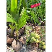 ราคา พันธุ์มะพร้าวน้ำหอมต้นพันธุ์เตี้ยแท้ ชอบน้ำติดผลเร็วรสชาติหวาน (20563429632)