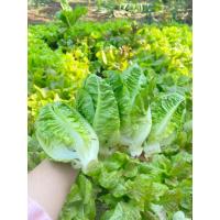ราคา เมล็ดผักอินทรีย์ เมล็ดพันธุ์ผักสลัด เมล็ดผักสลัด 100 200 เมล็ด 10 บาท 10 แถม 1 คละได้ (20767997441)