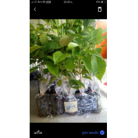 ราคา ต้นเต็งจิก20 30เซน ชุด10ต้น250บาท (13022464305)