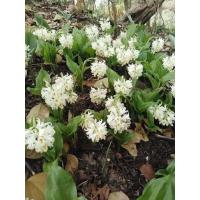 ราคา 3 หัว ว่านจูงนาง ว่านเขียด หรือ อึ่งเปราะ เป็นว่านทางเสน่ห์เมตตามหานิยม หากนำดอกหรือต้นมาแช่น้ำมันจันทน์ (21073500461)