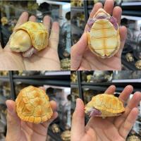 ราคา bighead series snipping turtle figurines โมเดลเต่าตัวเล็ก (16500144247)