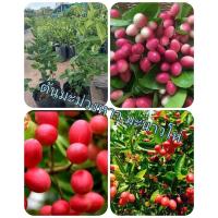 ราคา ต้นมะม่วงหาว มะนาวโห ส่งเองจากสวน (9419951892)